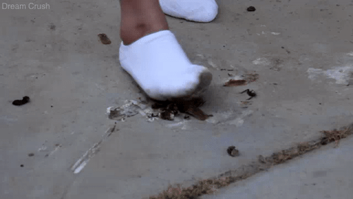 White Socks, White Guts
