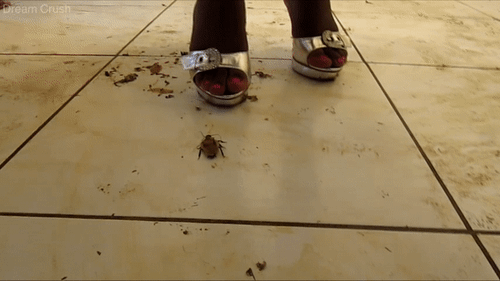 White  Shoes on White Guts
