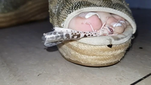 Inshoe Smash