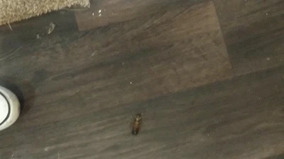 Sally Finds a Roach