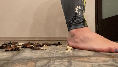 4̶0̶ ̶M̶i̶n̶u̶t̶e̶   One Hour Mushfest