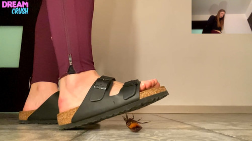 Birkenstocks Advance!
