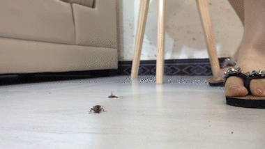 Doris - No. 7 - Crickets