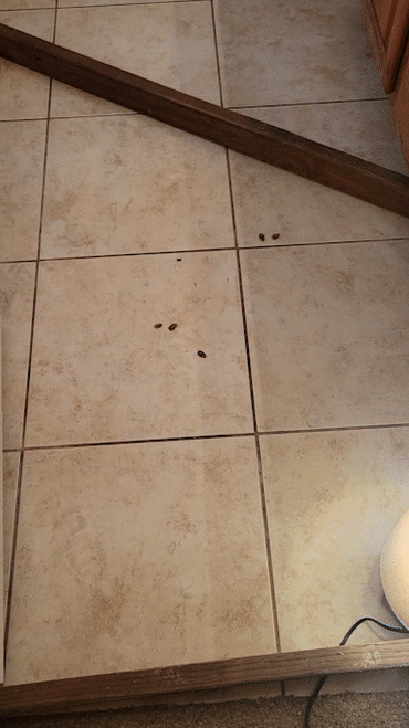 Yuna Finds Roaches [Proto]