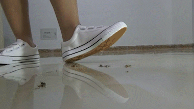 Qian Qian - Cricket - No 1