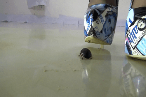 Qian Qian - Woodlouse - No. 6