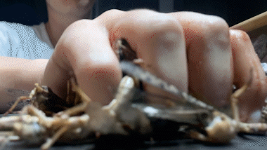 Surplus Hand Smash