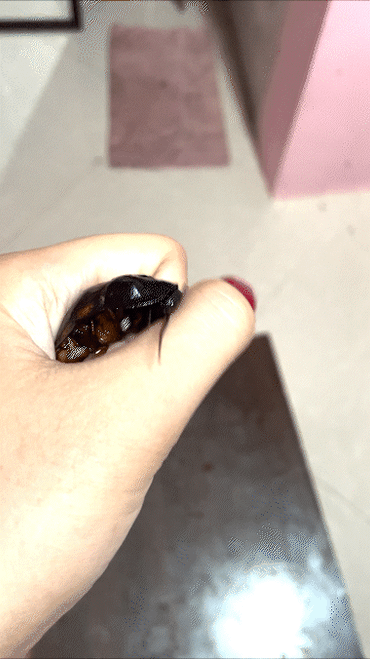 Brenda Finds a Roach [Surplus]