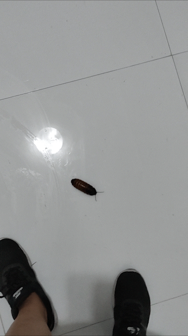 Tai Finds Roaches