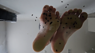 Small Bugs