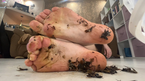 Inshoe Crickets 5