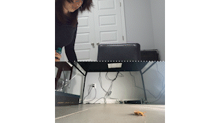 Bug in My House 3