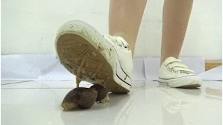 Shi Shi - Snail - No. 1