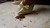 Ballerina Shoes