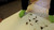 Green Socks
