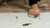 White Flip Flops Inshoe