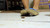 Moccasin Crushing Again