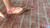 Outdoor Squishing