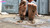 Bothersome Bugs