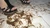 Nancy - No. 1 - Mealworms