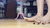 Cricket Culler 3