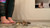 Alina's Roaches