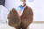 Qian Qian - Ant - No. 8