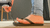 Inshoe Locusts