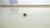 Qian Qian - Cricket - No. 13