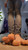 Slender Smush