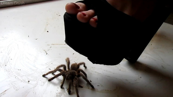 Tarantula Vs. Platform Heels
