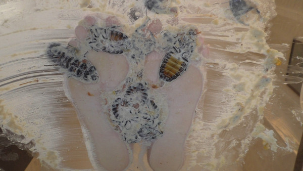 Creamy Crunchy Cockroaches