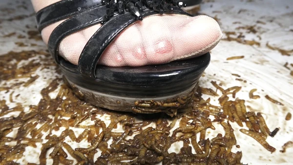 Nancy - No. 1 - Mealworms