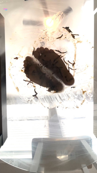 Underglass Worms 3
