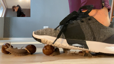 Snail Sneaker Squish