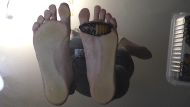 Creamy Crunchy Cockroaches 2
