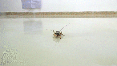 Qian Qian - Cricket - No. 13