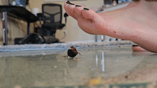 Barefoot 4