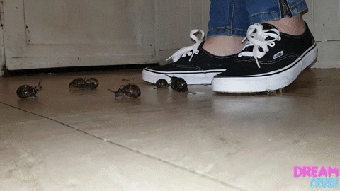 vvi.gif vvi.gif